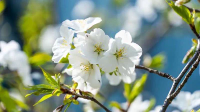 植物生物学网址导航 featured image