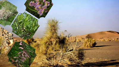 干旱植物基因组数据库 featured image